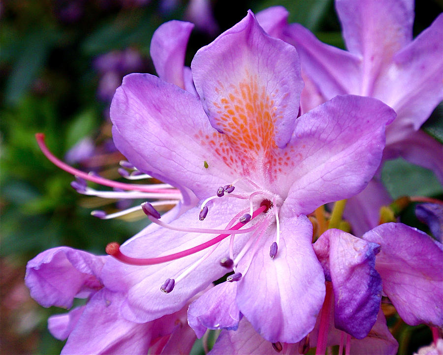 Purple Azalea Photograph by Rona Black