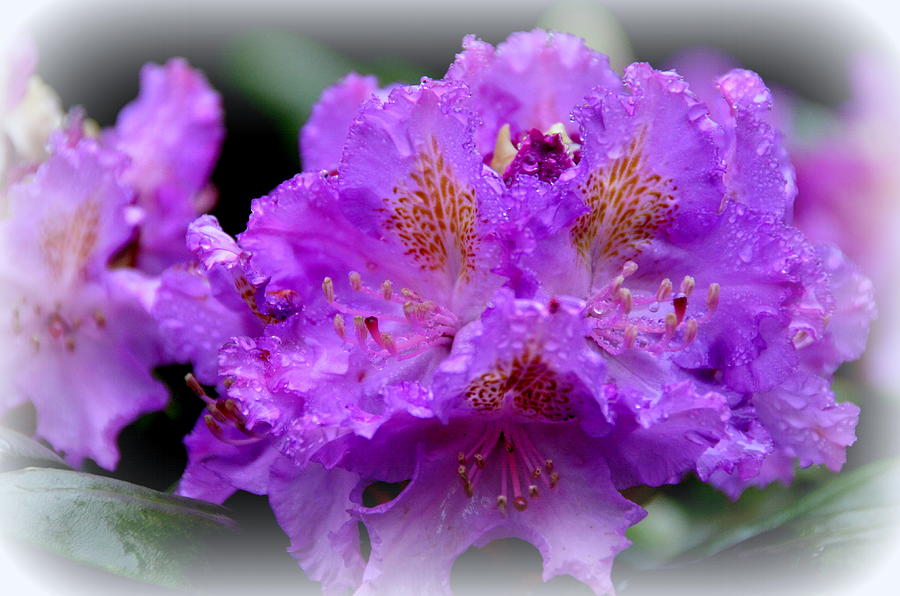 Purple Azaleas  Photograph by Tricia Marchlik