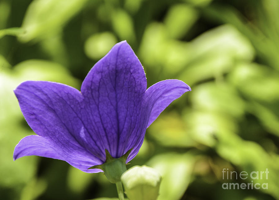 Purple Balloon Flower Photograph by Mary Carol Story