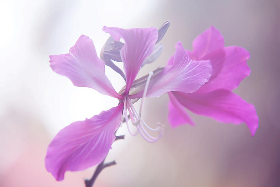 Flower Photograph - Purple Bauhinia. Flowers of India by Jenny Rainbow