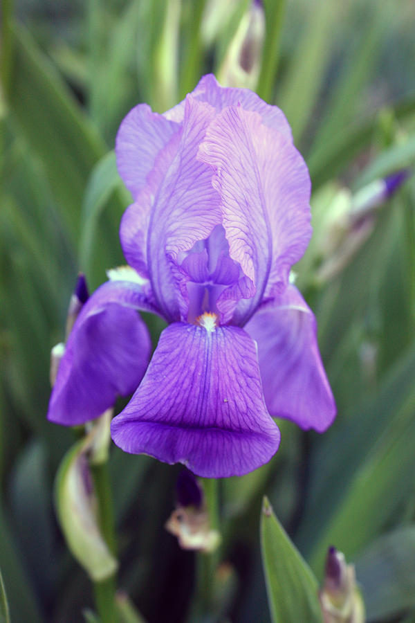 Purple Bearded Iris Photograph by Gerry Bates