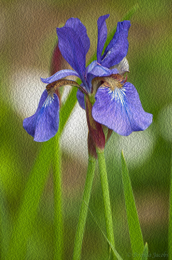 Purple Bearded Iris Oil Photograph by Brenda Jacobs