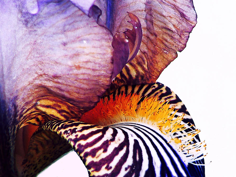Purple Bearded Iris Photograph by Pamela Patch