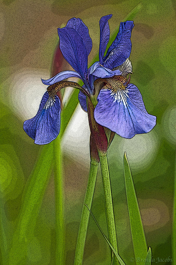 Purple Bearded Iris Watercolor with Pen Photograph by Brenda Jacobs