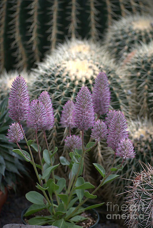 Purple Beauties Among Cactus II Photograph by Sharon Elliott