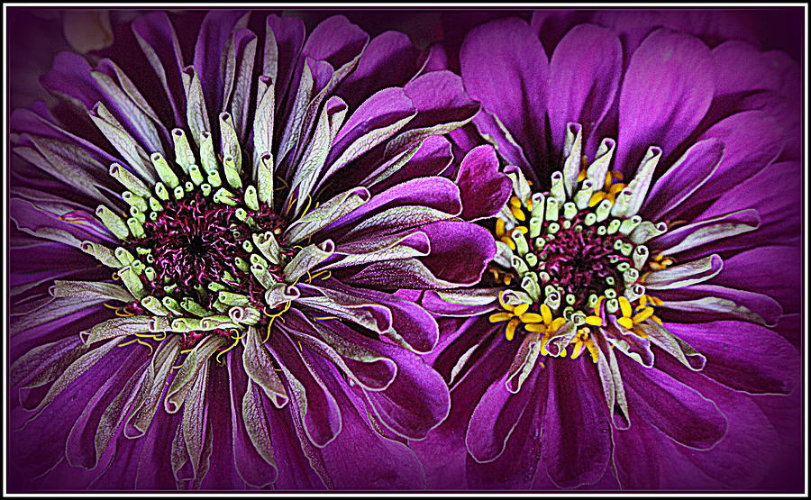 Purple Beauties - Zinnias Photograph by Dora Sofia Caputo
