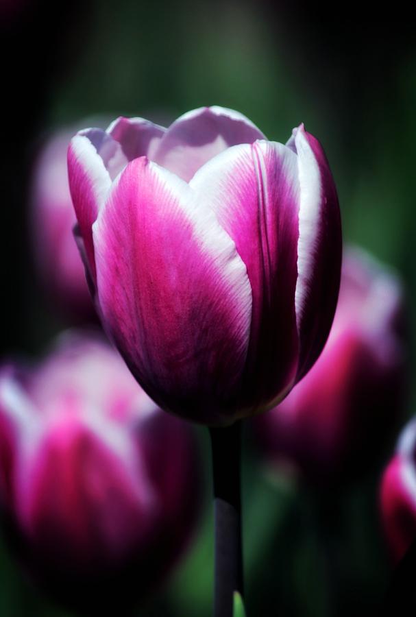 Spring Photograph - Purple Beauty by Charlotte  Lamb 