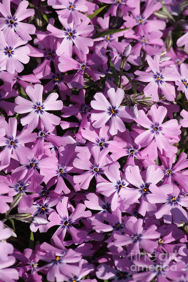 Purple Beauty Phlox Photograph by Carol Groenen