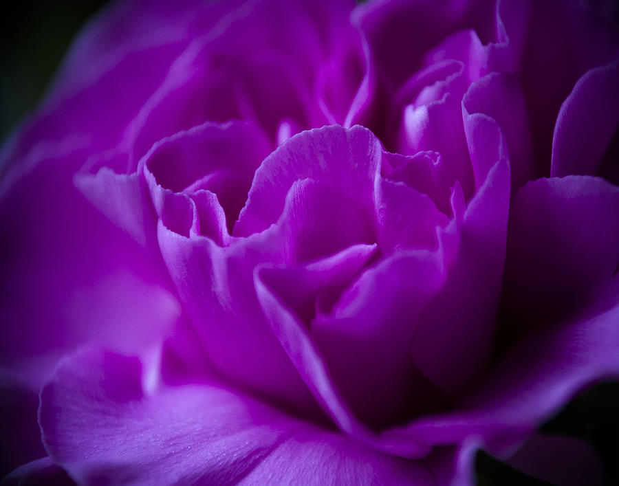 Purple Beauty Photograph by Ron Roberts