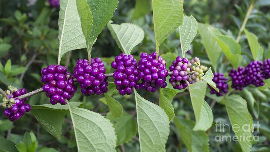 Purple Beautyberry Branch Photograph by MM Anderson