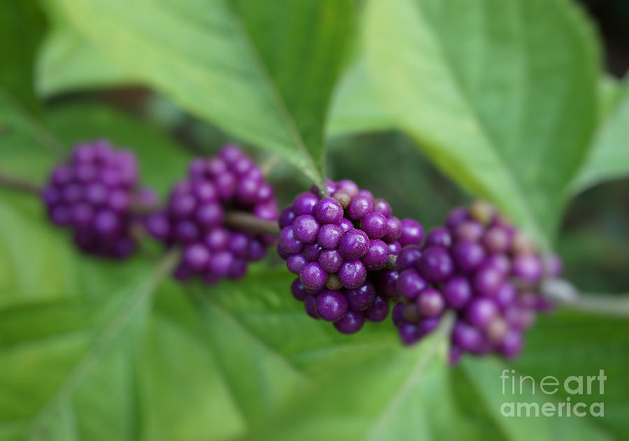 Purple Beautyberry Photograph by MM Anderson