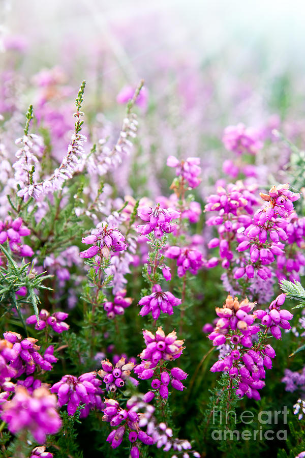 Purple bell erica heather plants Photograph by Simon Bratt