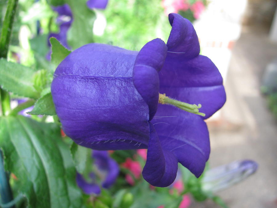 Purple Bell Photograph