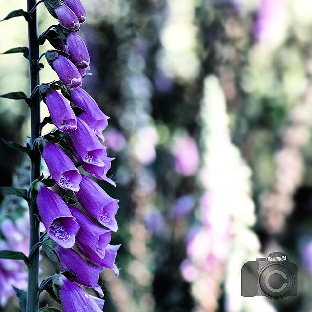 Purple Bells #flowersbydl Photograph by David Lopez