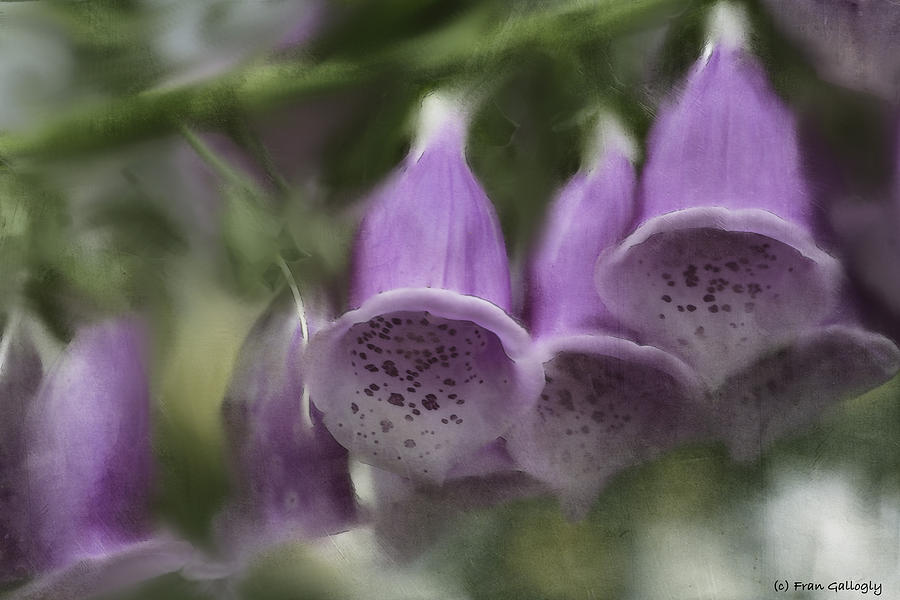 Purple Bells Photograph by Fran Gallogly