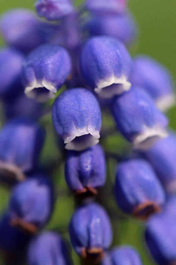 Purple Bells Photograph by Juergen Roth