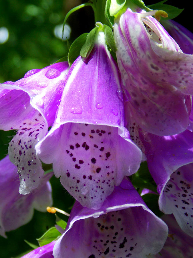 Purple Bells Photograph by Sheri McLeroy