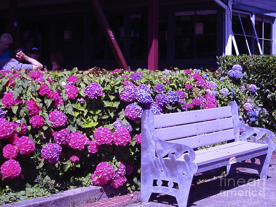 Purple Bench Pink Hydrangea Photograph by Kym Backland