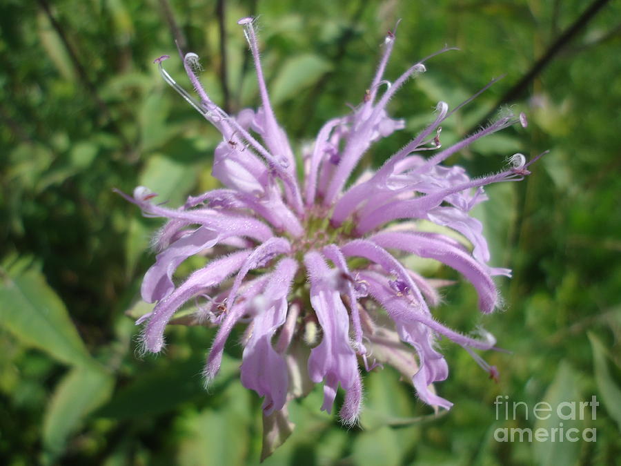 Purple Bergamot Blossom Photograph