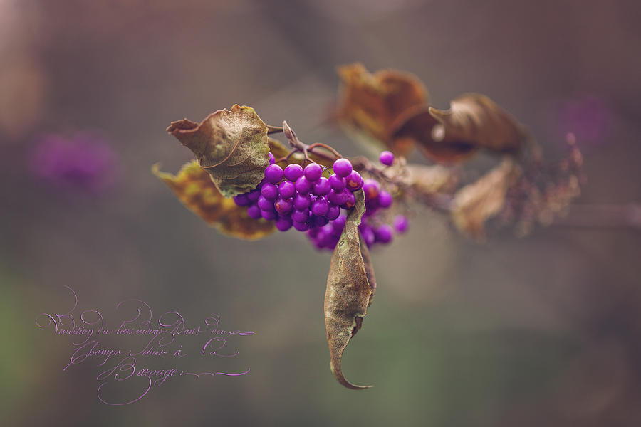 Purple Berries Photograph by June Marie Sobrito