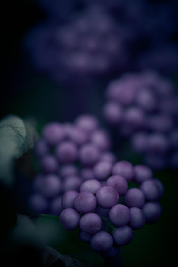 Purple Berries Photograph by Shane Holsclaw