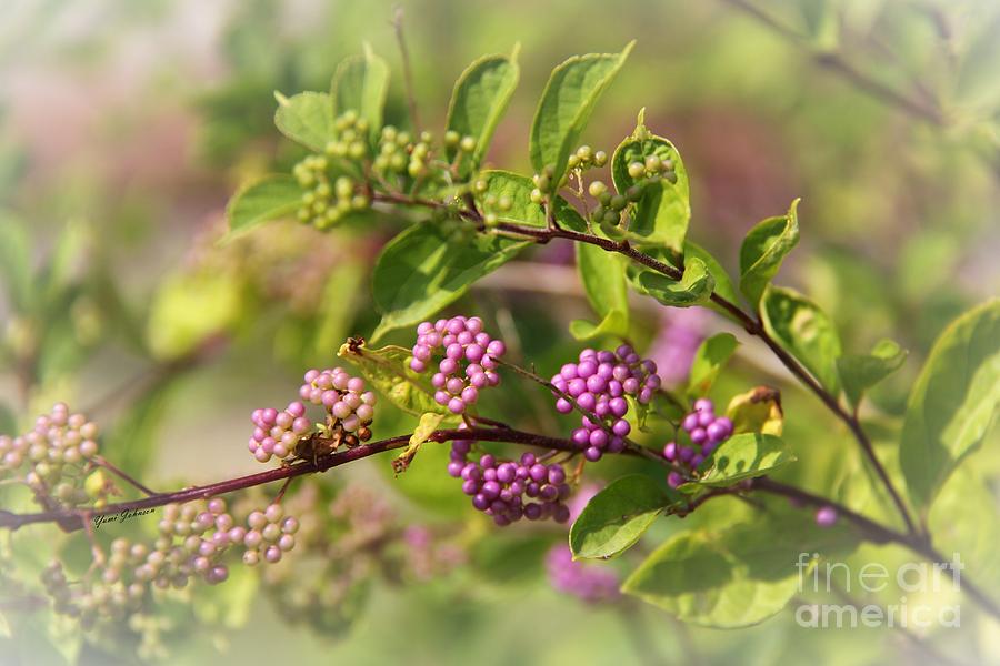 Purple berries Photograph by Yumi Johnson
