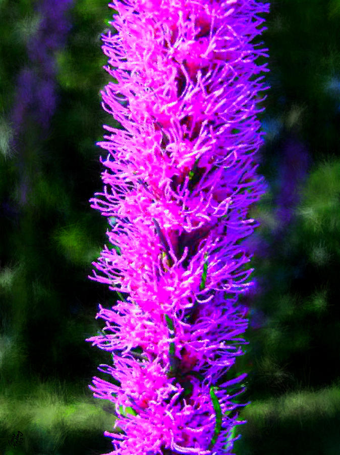 Purple Blazing Star Painting by Bruce Nutting