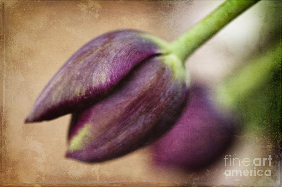 Tulip Photograph - Purple Bliss by Terry Rowe