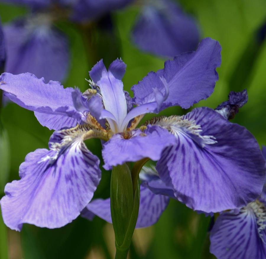 Purple Blood Iris Photograph by Maria Urso