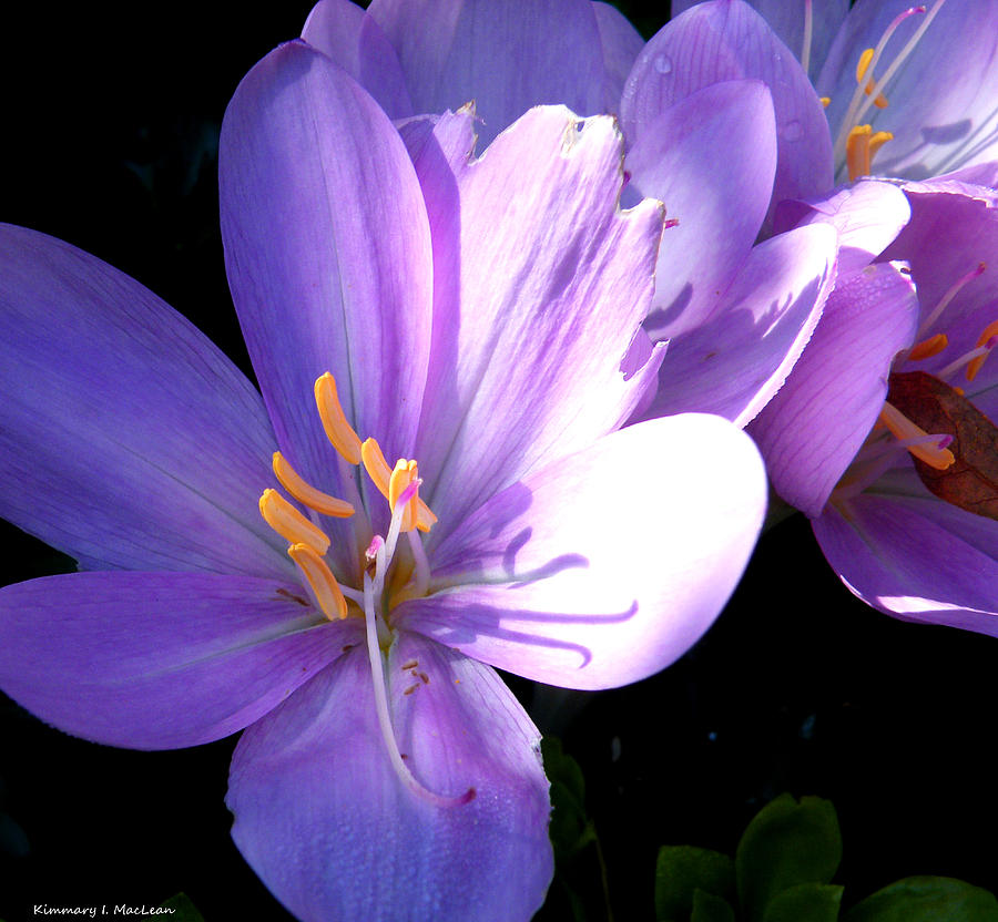 Purple Blooms Photograph by Kimmary MacLean
