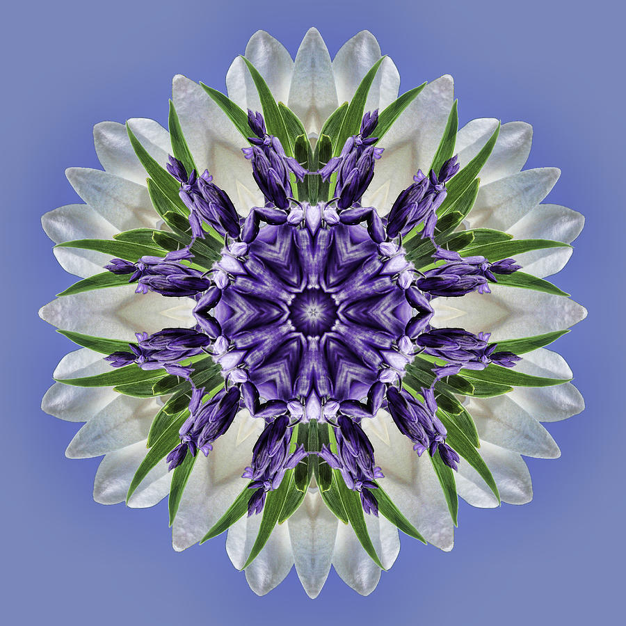 Purple Blooms Mandala Photograph by Beth Venner