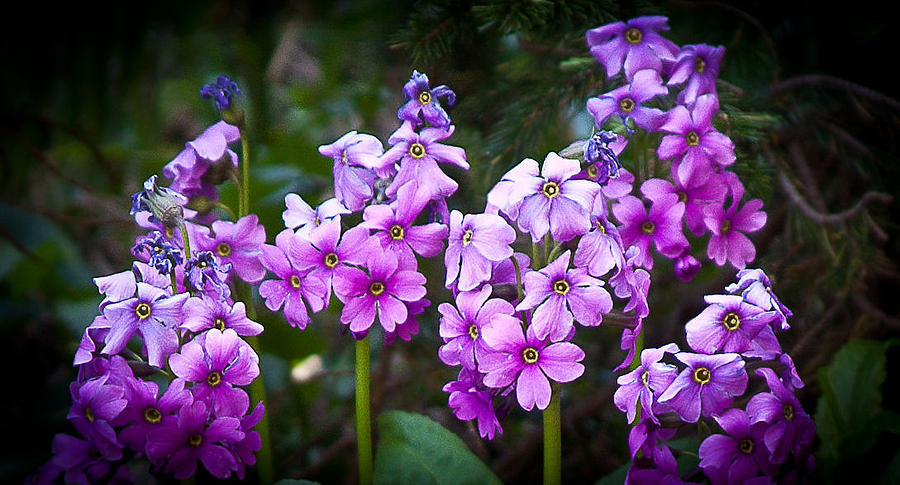 Purple Blooms Photograph by Steven Reed