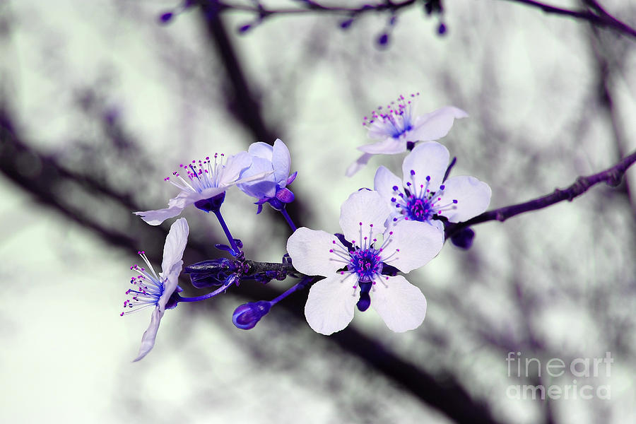 Purple Blossoms Photograph by Debra Thompson