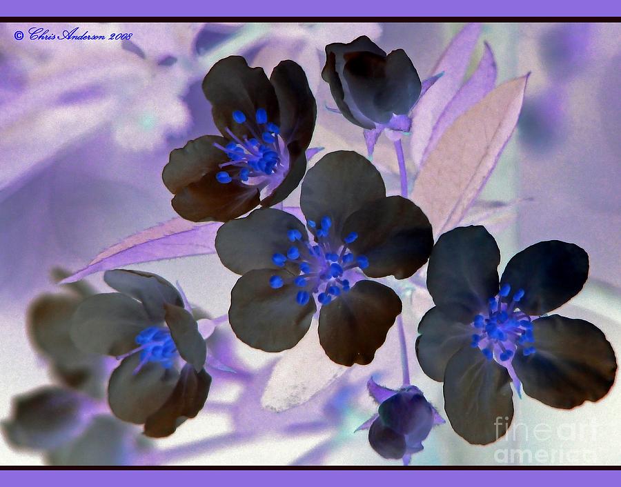 Purple Blue and Gray Photograph by Chris Anderson