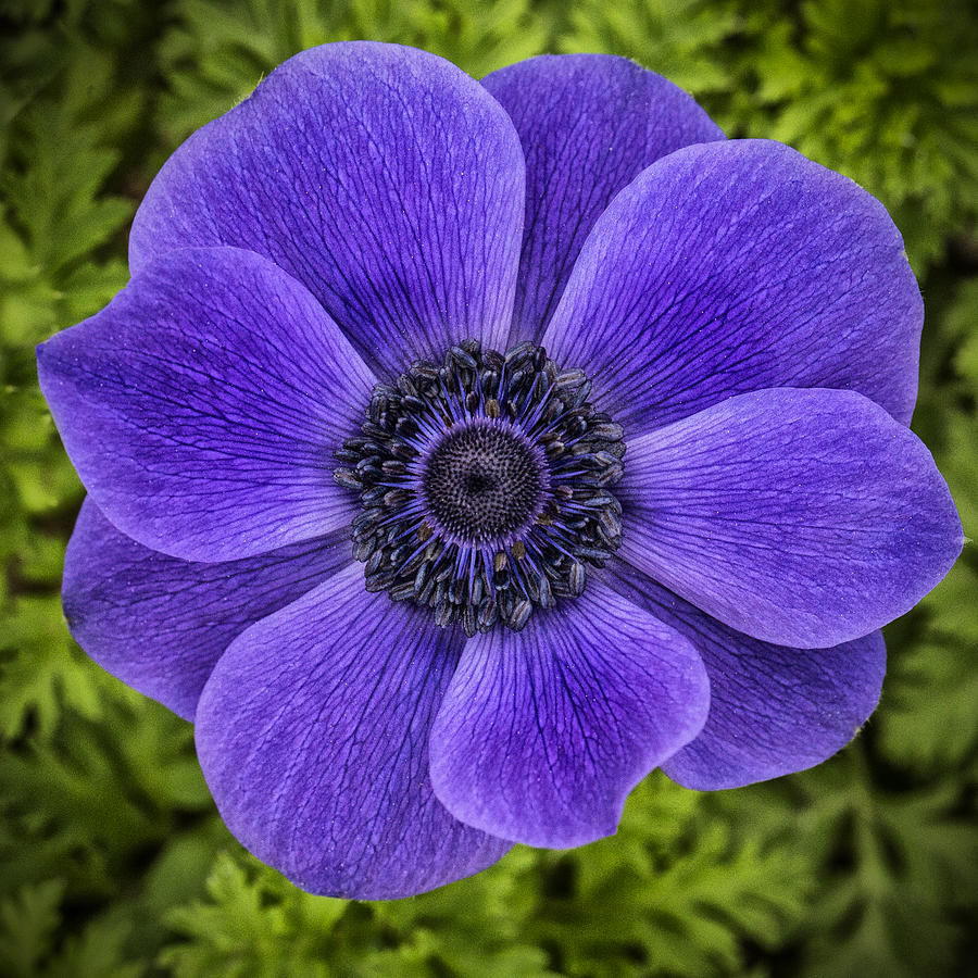 Purple Blue Anemone Photograph by Jaki Miller
