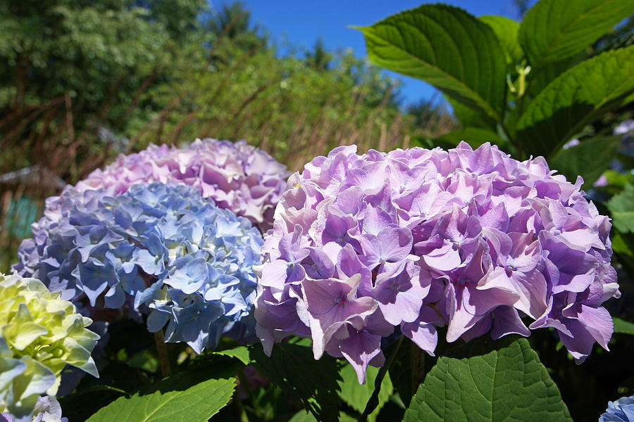 Purple Blue Hydrangea Flowers Art Prints Photograph
