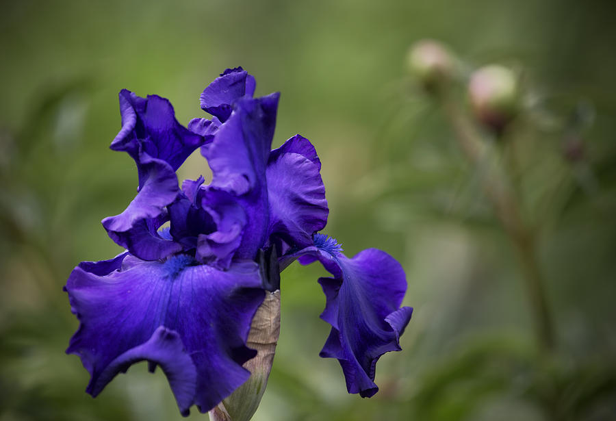 Purple Blue Iris Photograph by Belinda Greb