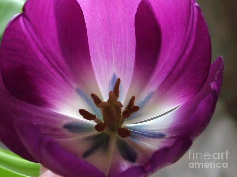 Purple Blue Star Tulip  Photograph by Joan-Violet Stretch