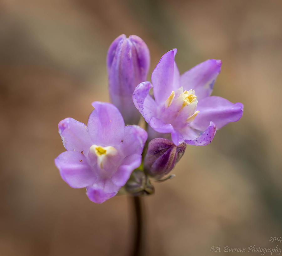 Purple Bluedicks Wildflowers Photograph by Aaron Burrows