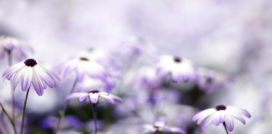 Flower Photograph - Purple Bokeh by Rebecca Cozart