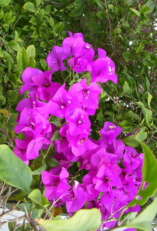 Flower Photograph - Purple Bougainvillea by Aimee L Maher ALM GALLERY