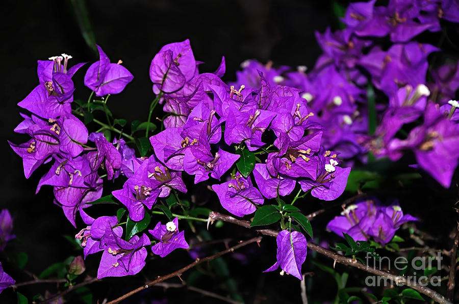 Spring Photograph - Purple Bougainvillea by Kaye Menner