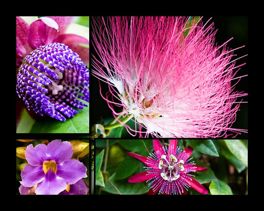 Purple Bouquet Photograph by Melinda Ledsome