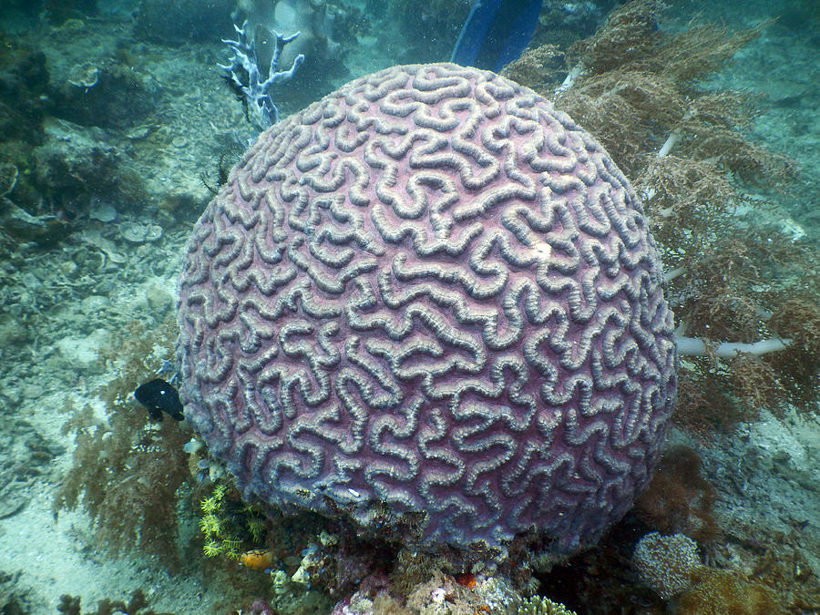 Purple Brain Coral Photograph by Carleton Ray