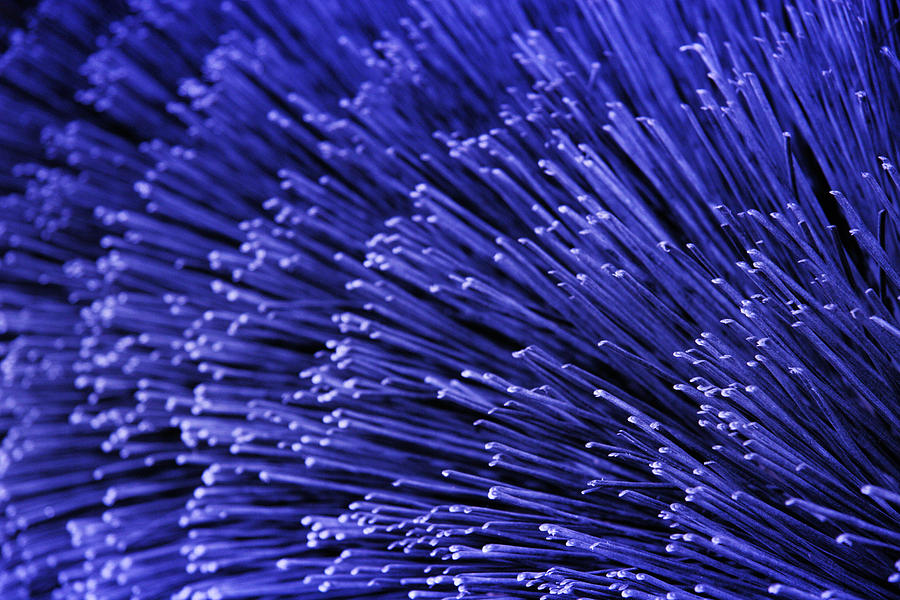 Purple Bristles Photograph by Robert Woodward