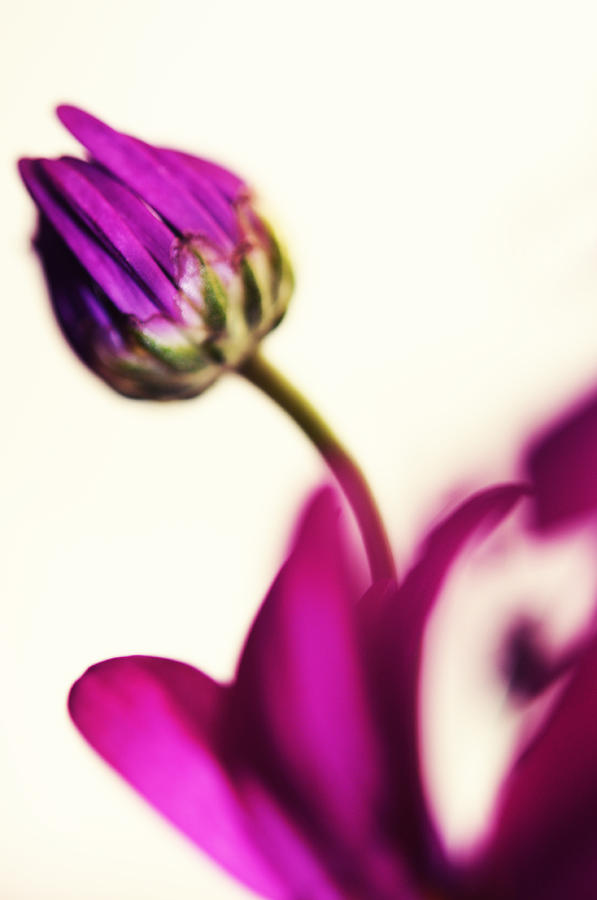 Impressionism Photograph - Purple Bud by Jenny Rainbow