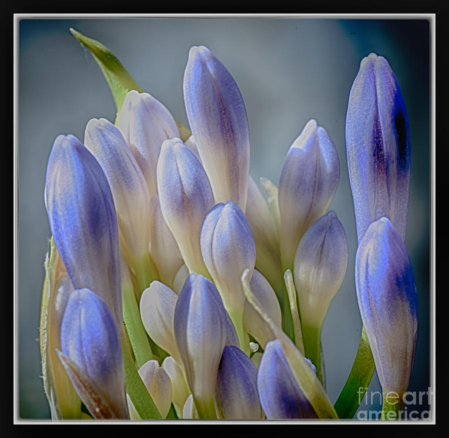 Purple Buds Photograph by Barry Weiss