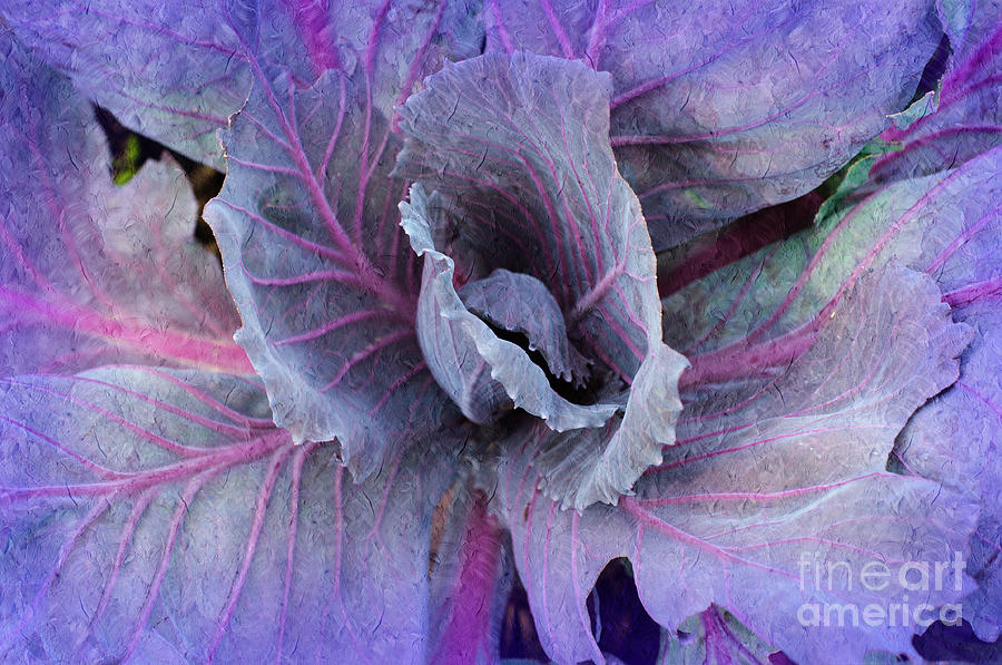 Purple Cabbage - Vegetable - Garden Photograph by Andee Design
