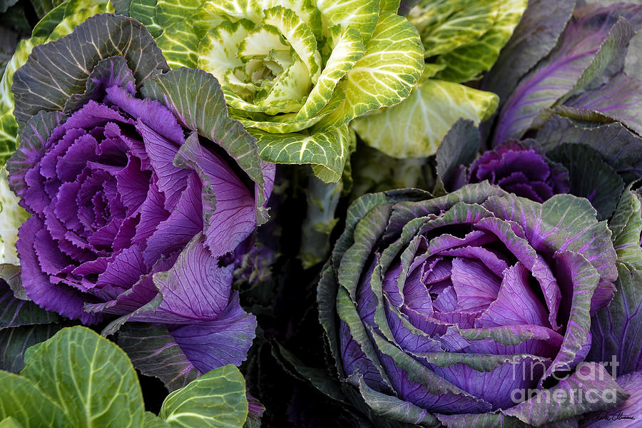 Purple Cabbages Photograph by Charles Abrams