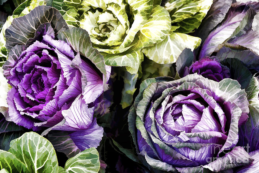 Purple Cabbages Photo Painting Photograph by Charles Abrams